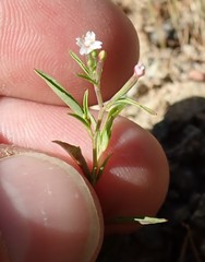 Epilobium minutum
