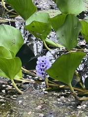 Eichhornia azurea image