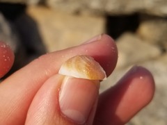 Bostrycapulus aculeatus