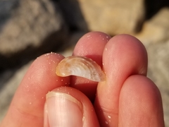 Bostrycapulus aculeatus