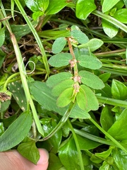 Euphorbia thymifolia image