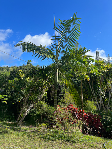 Foto de Palmeira-de-lord-howe