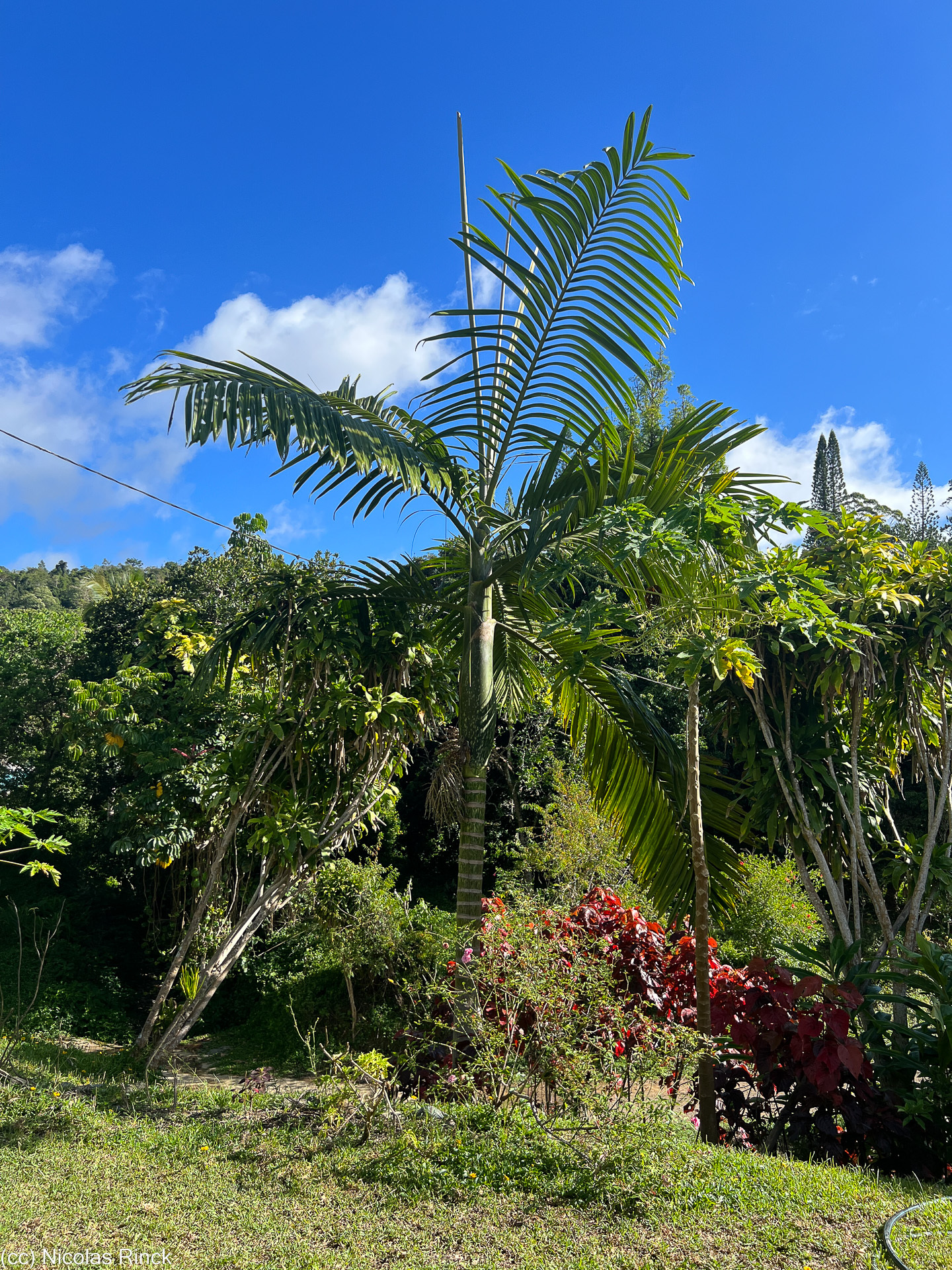 Imagem de Palmeira-de-lord-howe
