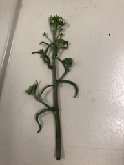 Capsella bursa-pastoris