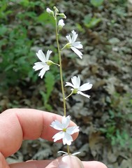Lithophragma affine