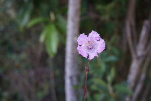 Agalinis bandeirensis