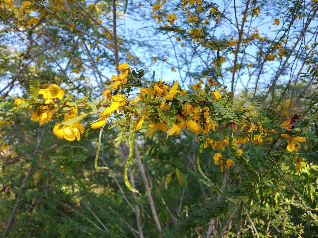 Senna polyphylla; photograph (c) Kurt Miller, some rights reserved (CC BY-SA)