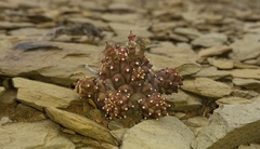 Euphorbia braunsii