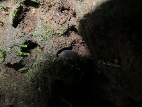 Venezillo beebei