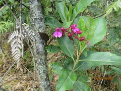 Comparettia falcata