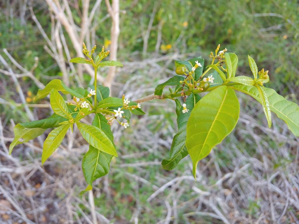Rauvolfia viridis; photograph (c) Kurt Miller, some rights reserved (CC BY-SA)