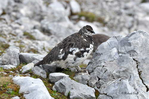 Rock Ptarmigan
