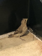 Haemorhous mexicanus