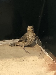 Haemorhous mexicanus