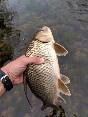 Quillback (Carpiodes cyprinus) — Catostomidae — 5