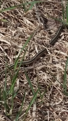 Thamnophis sirtalis semifasciatus