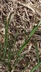 Thamnophis sirtalis semifasciatus