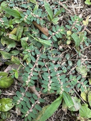 Euphorbia thymifolia image