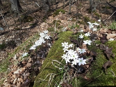 Hepatica acutiloba