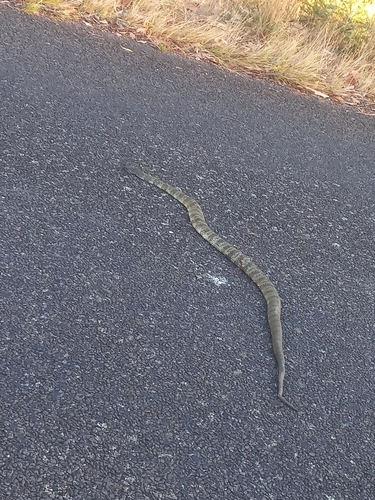 Tiger Snake sighting