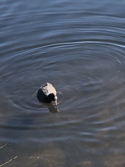Fulica atra