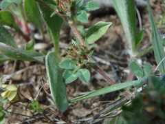 Trifolium scabrum