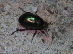 Anomala russiventris