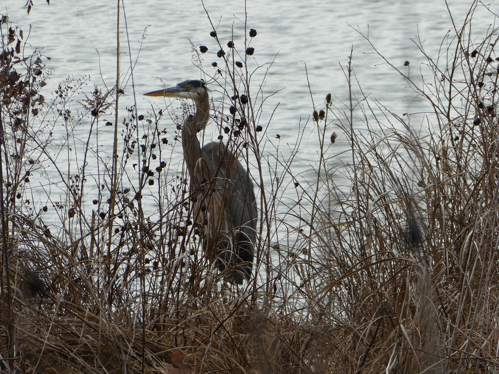 Great Blue Heron from Robert C. Porter Family Park, 2310 S Rising Rd ...