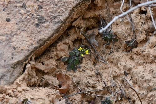 Image of Draba zionensis by (c) Darrin Gobble, some rights reserved (CC BY)