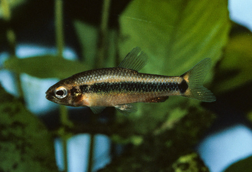 Ansorge's Neolebias