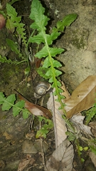 Cyclophorus formosaensis