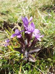 Gentianella campestris