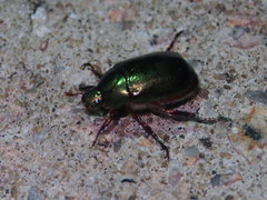 Anomala russiventris