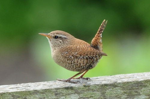 Winter Wren (birds Of Alabama) · Inaturalist