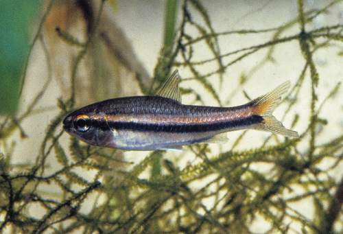 Trewavas' neolebias (Neolebias trewavasae) — Distichodontidae