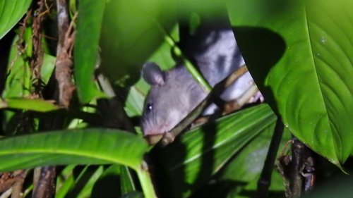 Watson's Climbing Rat