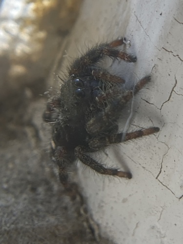 Bold Jumping Spider photographed in New Hampshire