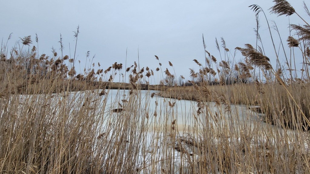 European reed from Bout-de-l'Île, Montréal, QC H1A, Canada on March 9 ...