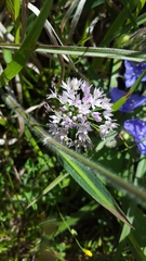 Amerallium