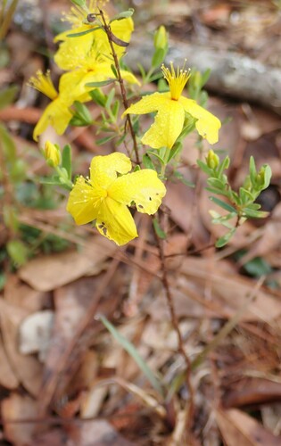 Image of Hypericum microsepalum by (c) mfeaver, some rights reserved (CC BY)