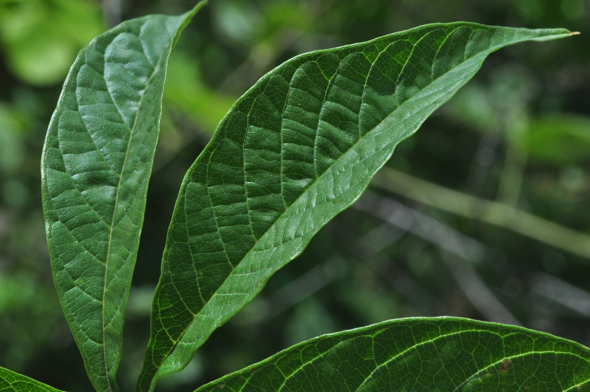 Imagem de Jalapa
