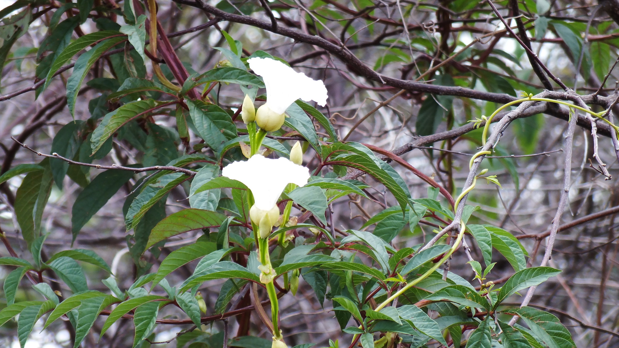 Imagem de Jalapa