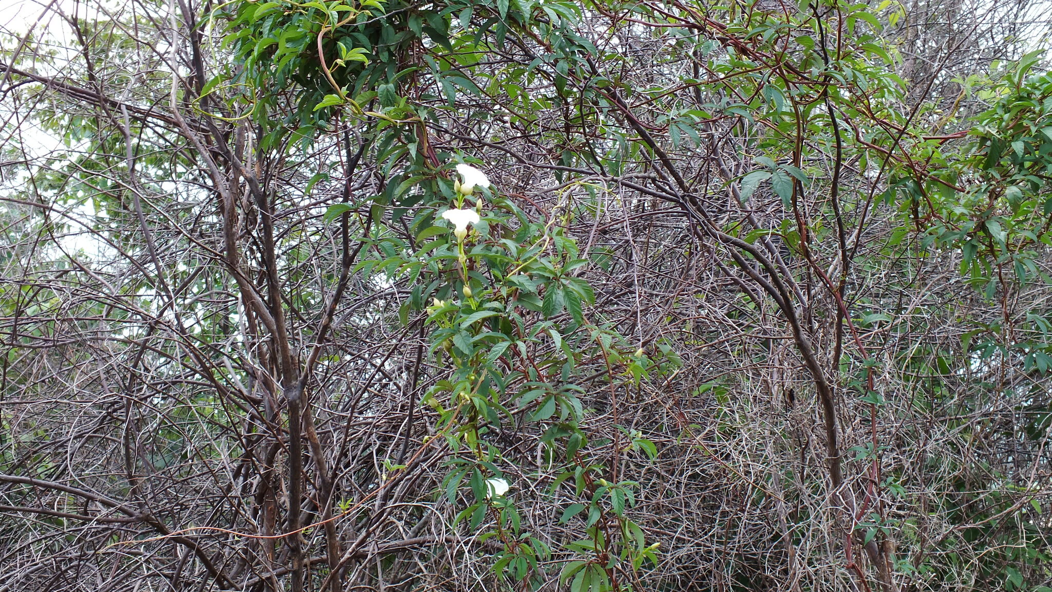 Imagem de Jalapa
