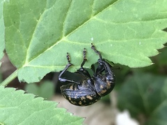 Liparus glabrirostris