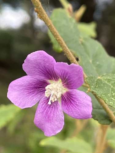 Howittia trilocularis F.Muell.