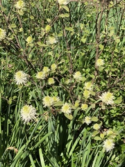 Fothergilla