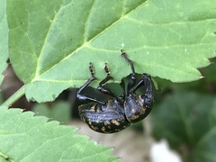 Liparus glabrirostris