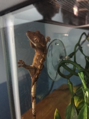Correlophus ciliatus