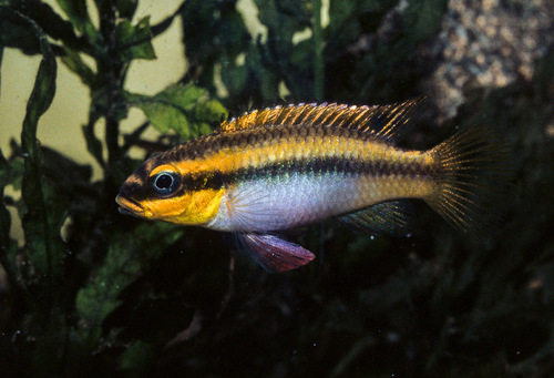Striped kribensis (Pelvicachromis taeniatus) — Cichlidae — 5