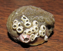 Amphibalanus venustus
